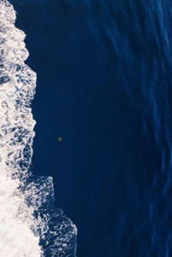 PEZ TOMILLO - Grupo MpuntoR